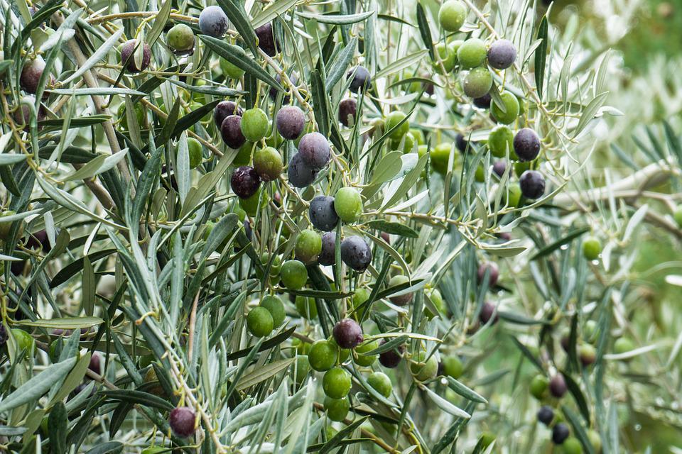 olives de qualité pour une faible acidité de l'huile