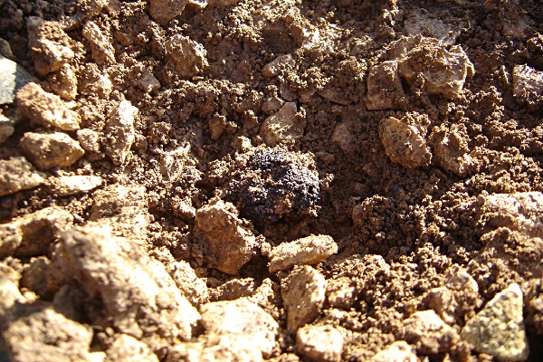 truffe-noire-cavage