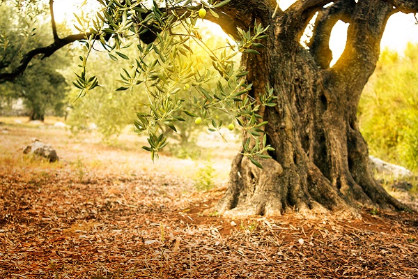 Coffret cadeau dégustation huile olive vierge extra espagne artisanale ecologique