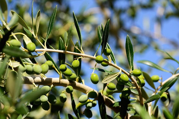Olive verte a maturite La Gourmet Box coffret cadeau gourmand huile d olive
